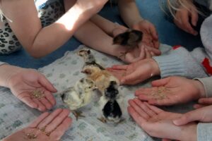 2026.03 Musical_Küken_1